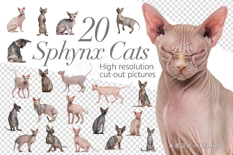 png素材 20 Sphynx Cats - Cut-out Pictures