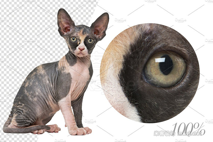 png素材 20 Sphynx Cats - Cut-out Pictures