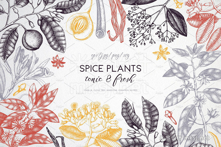 png素材 Vintage Spice Plants Collection