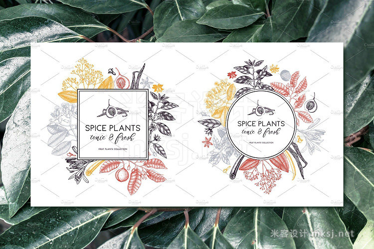 png素材 Vintage Spice Plants Collection