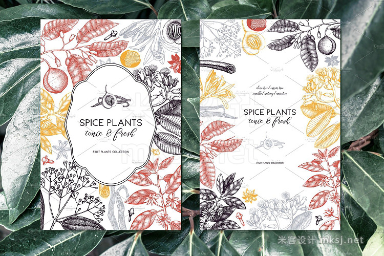 png素材 Vintage Spice Plants Collection