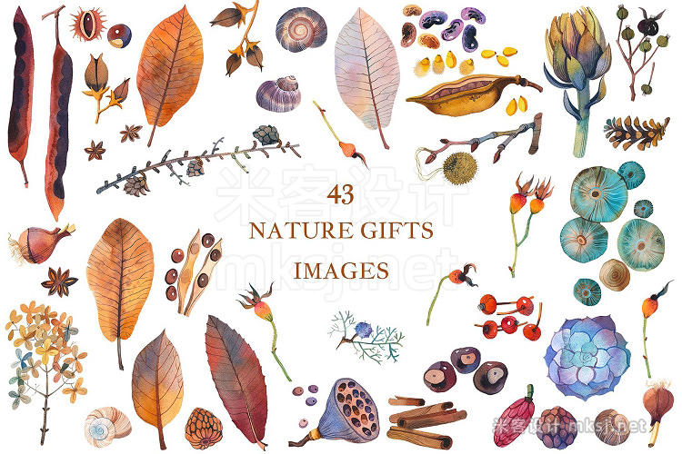 png素材 Nature Gifts Watercolor Collection