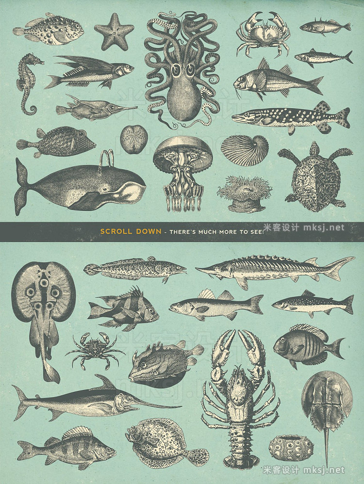 png素材 100 Vintage Sealife Illustrations