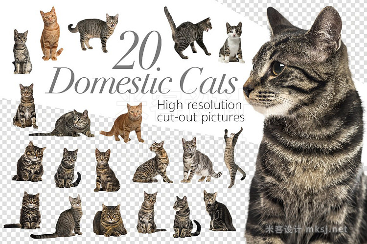 png素材 20 Domestic Cats - Cut-out Pictures