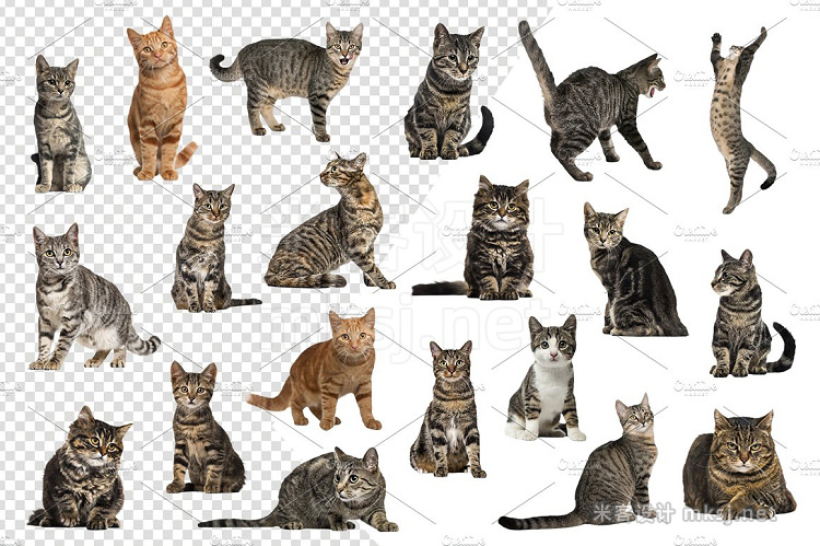 png素材 20 Domestic Cats - Cut-out Pictures