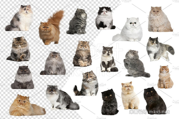 png素材 20 Persian Cats - Cut-out Pictures