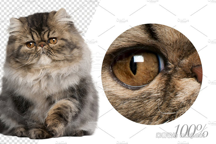 png素材 20 Persian Cats - Cut-out Pictures