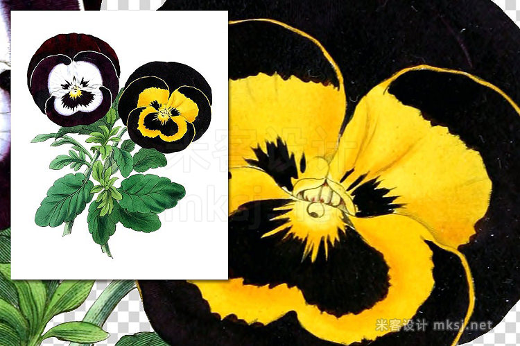 png素材 Flowers Vintage Pansies
