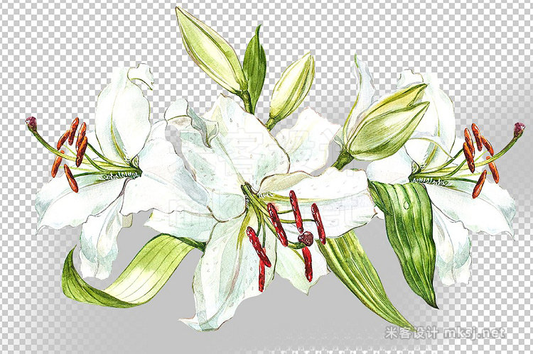 png素材 White Lilies watercolor clipart