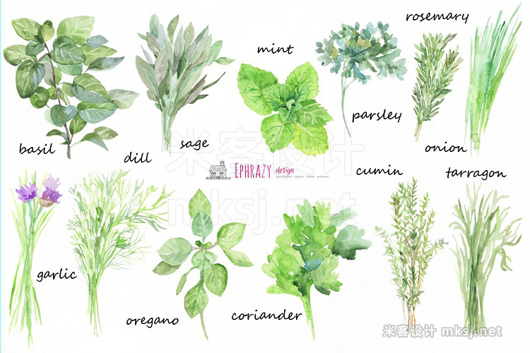 png素材 Kitchen herbs Watercolor clipart