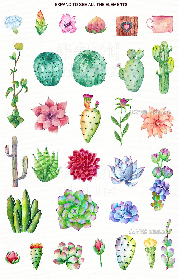 png素材 Floral Cactus Succulent Collection