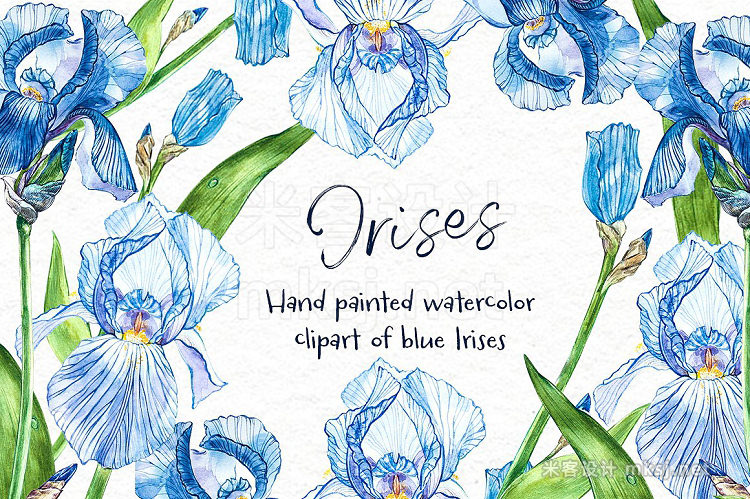 png素材 Iris watercolor illustration