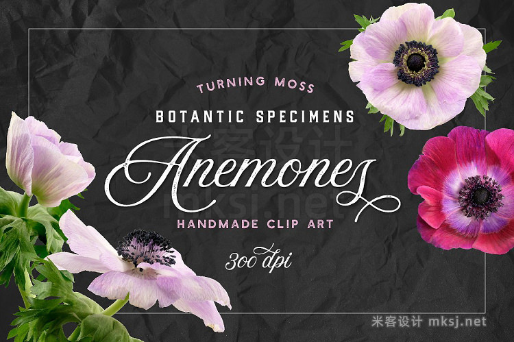 png素材 Anemone Flower ClipArt - Specimens