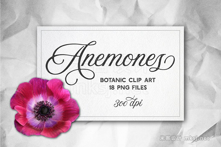 png素材 Anemone Flower ClipArt - Specimens