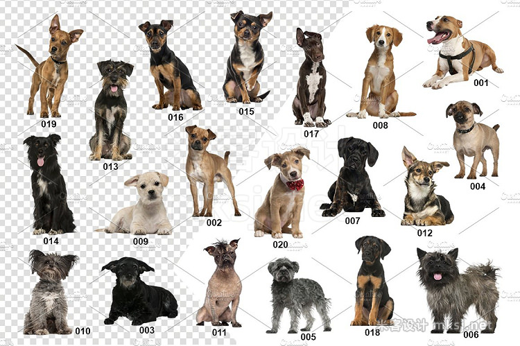 png素材 20 Mixed breed Dogs - Cut-out Pics