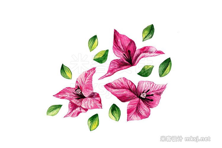 png素材 Bougainvillea Floral Clipart