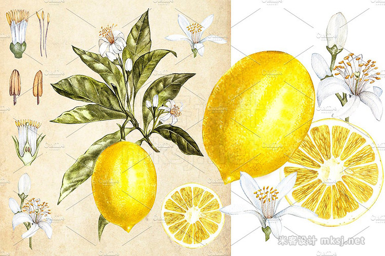 png素材 Lemon in botanical style