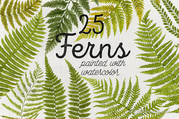 png素材 25 Watercolor Ferns