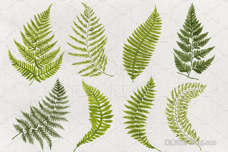 png素材 25 Watercolor Ferns