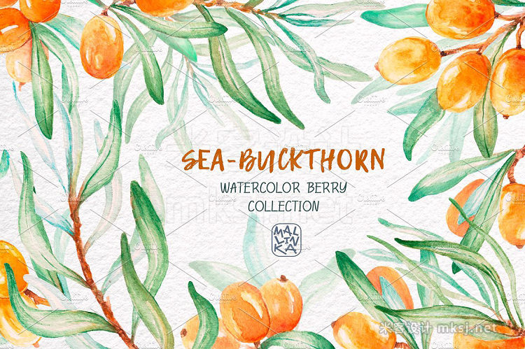png素材 Sea-buckthorn watercolor collection
