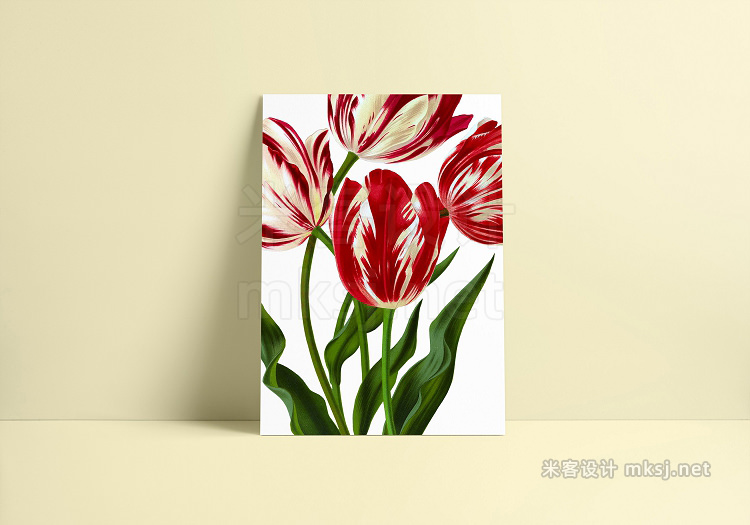 png素材 Watercolor Flowers Tulips Set 01