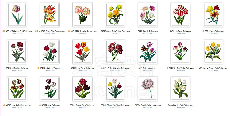 png素材 Watercolor Flowers Tulips Set 01