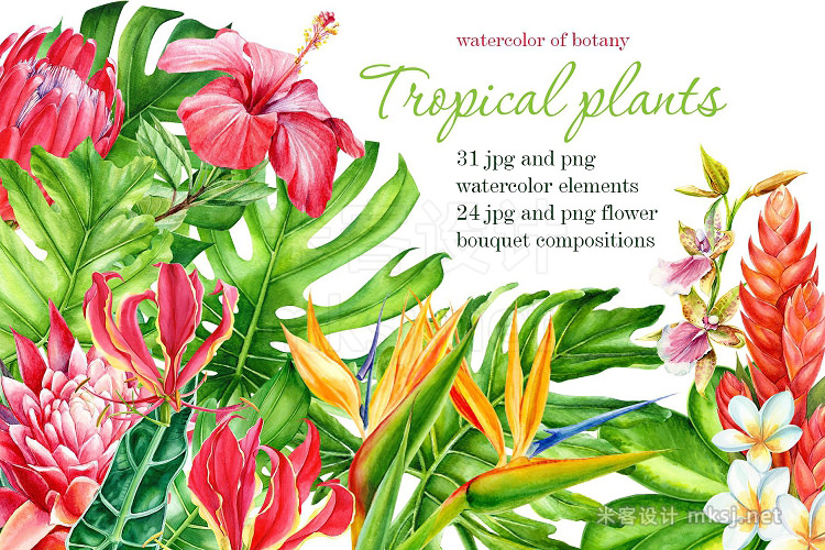 png素材 Tropical plants