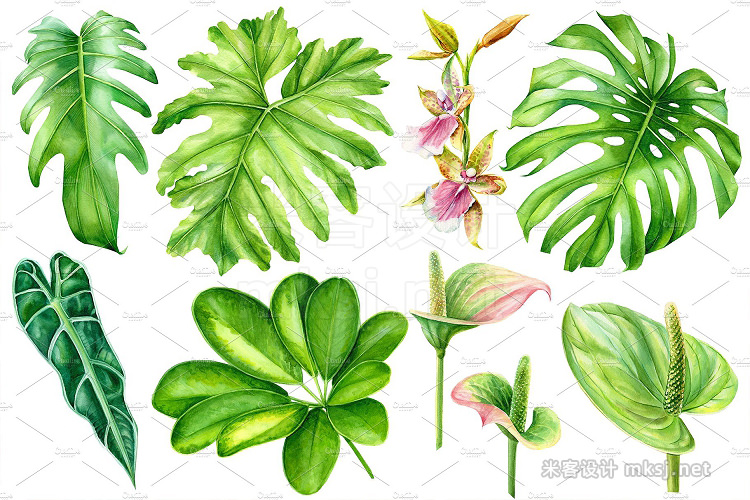 png素材 Tropical plants