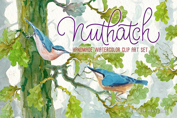 png素材 Nuthatch watercolor clipart set