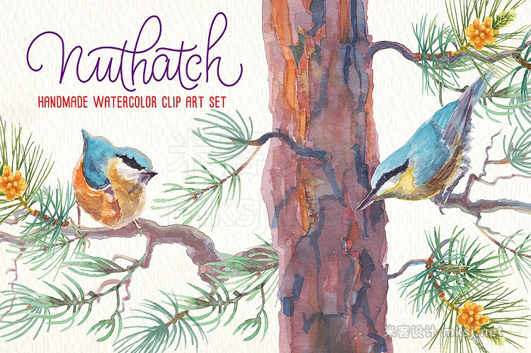 png素材 Nuthatch watercolor clipart set
