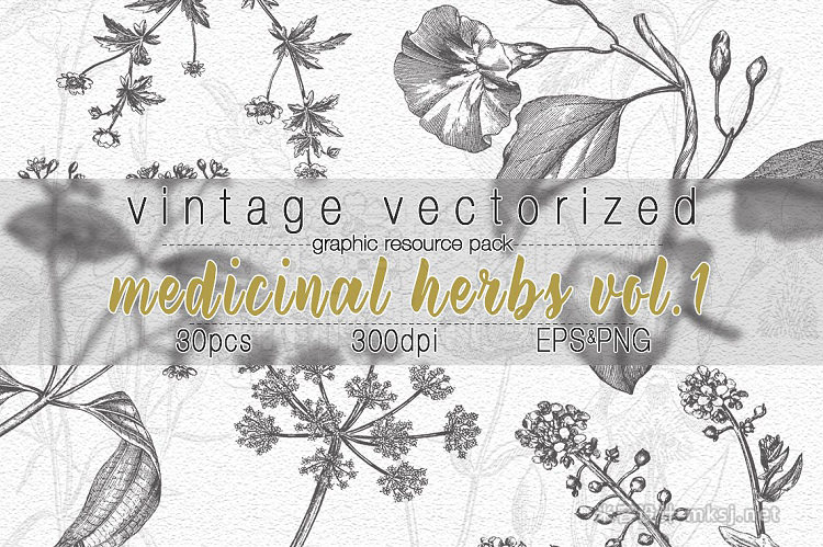 png素材 VintageVectorized- Herbs Clipart