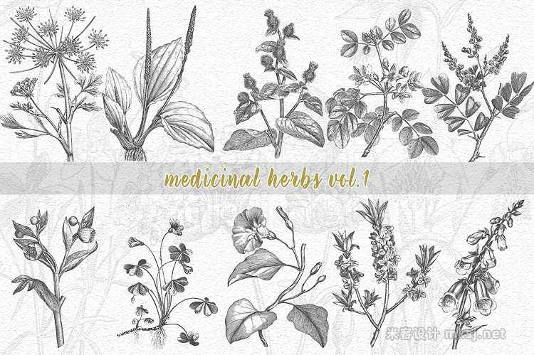 png素材 VintageVectorized- Herbs Clipart