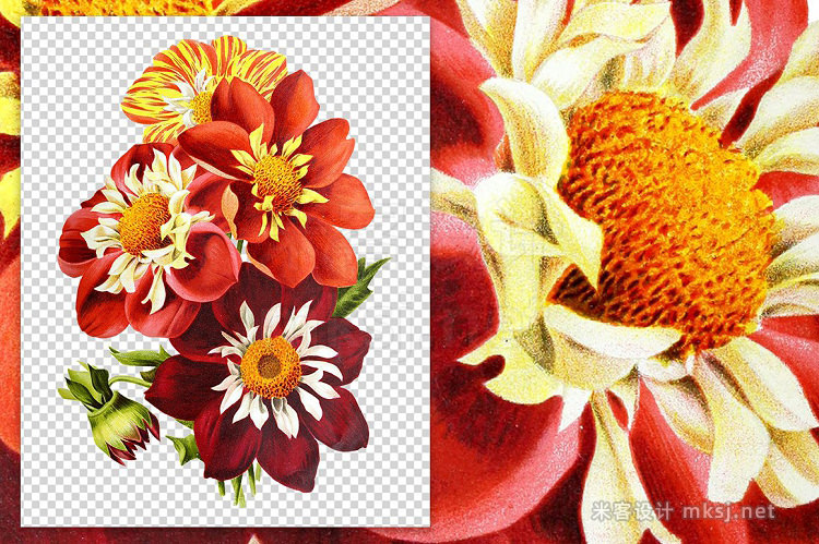 png素材 Florals Vintage Dahlias