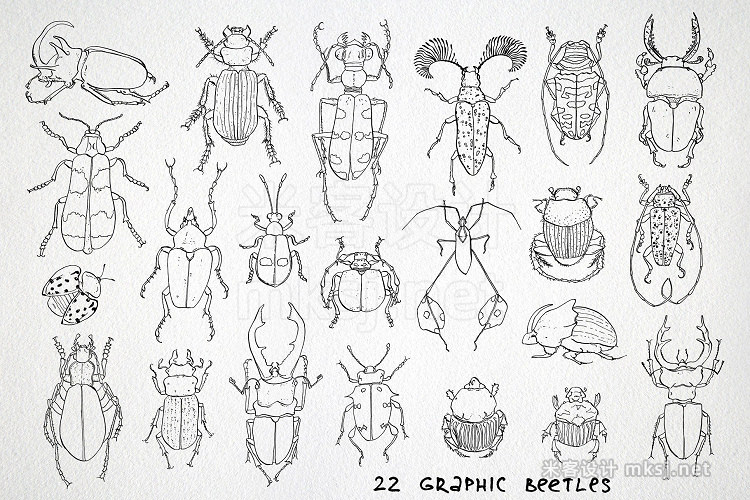 png素材 Beetles
