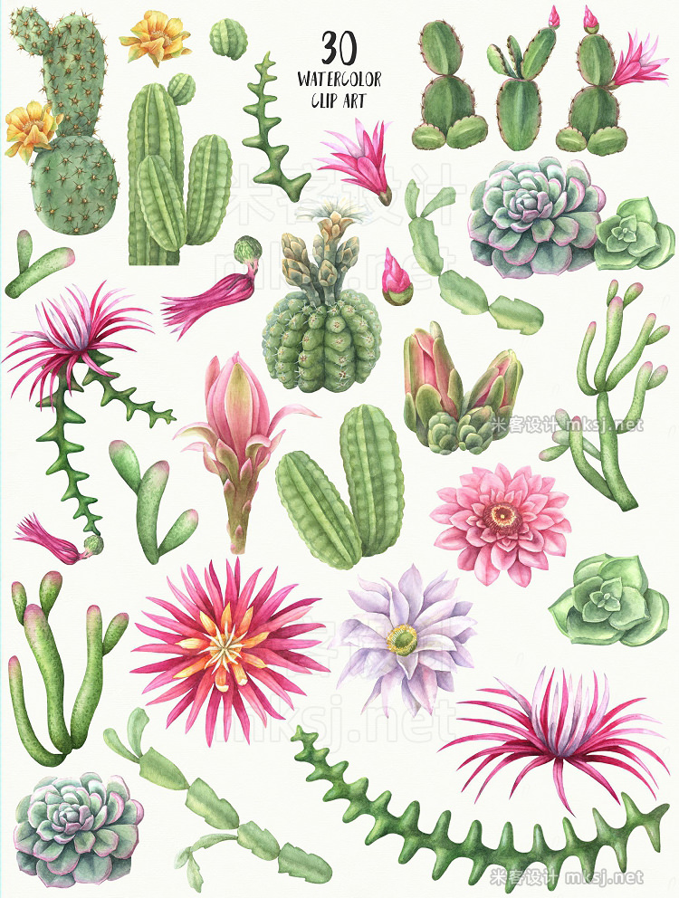png素材 Watercolor flowering cacti