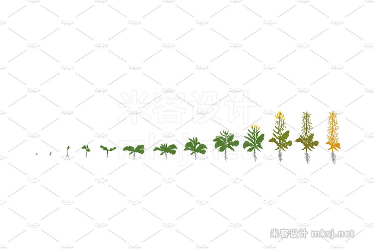 png素材 Vegetable crop growth stages