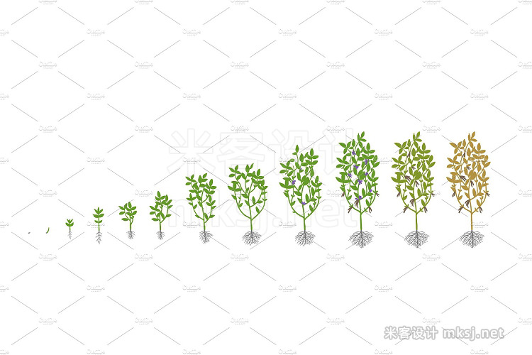 png素材 Vegetable crop growth stages