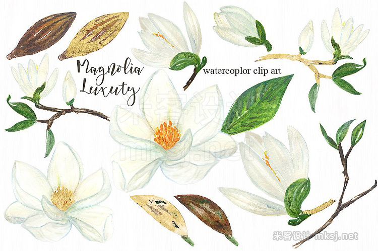 png素材 Magnolia white luxury illustrations