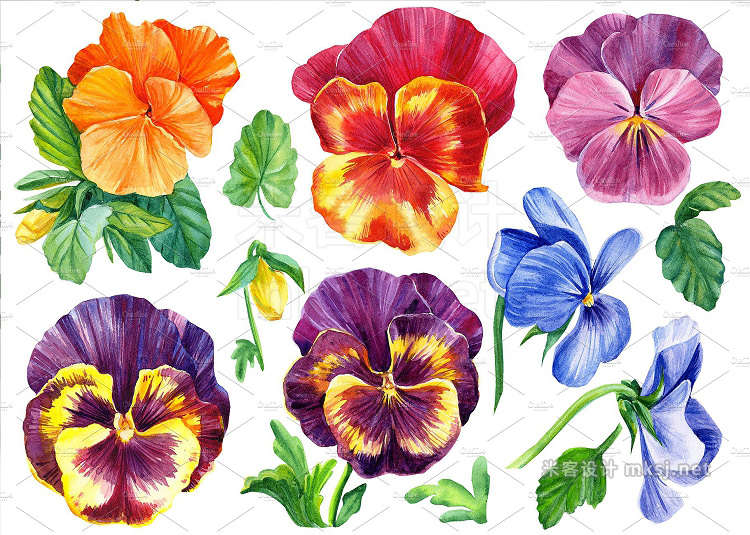 png素材 colored pansies flowers