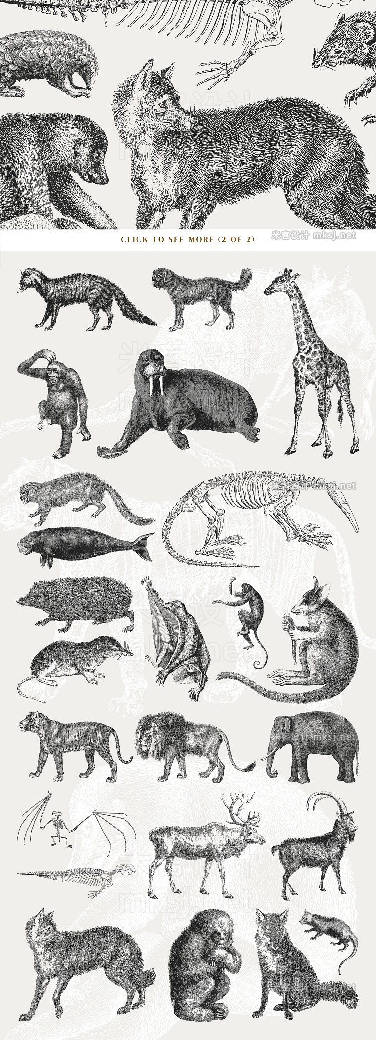 png素材 54 Handcrafted Mammal Illustrations