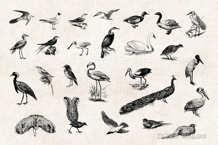 png素材 Birds Engravings Set