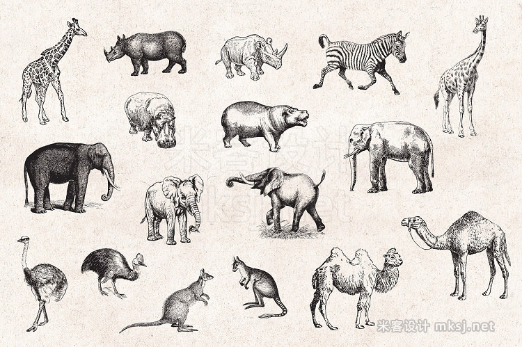 png素材 Wild Animals Engravings