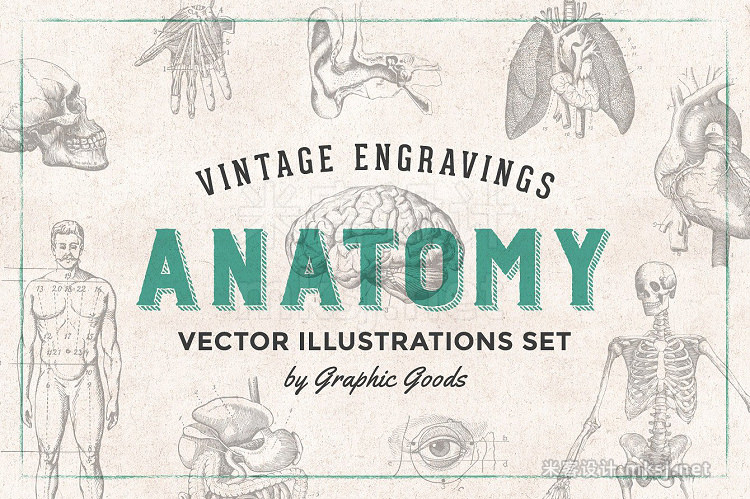 png素材 Anatomy Engravings Set