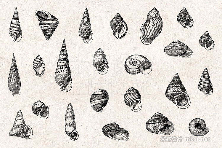 png素材 Shells - Vintage Engravings Set