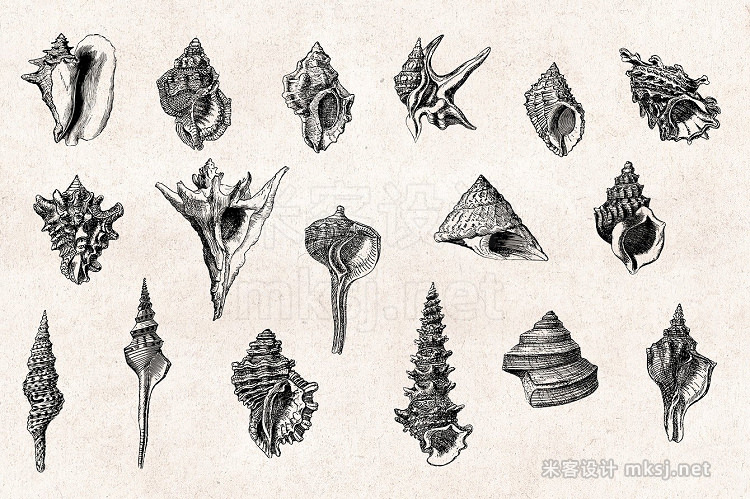 png素材 Shells - Vintage Engravings Set
