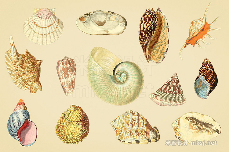 png素材 Shells - Vintage Color Illustrations