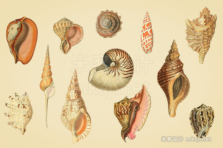 png素材 Shells - Vintage Color Illustrations