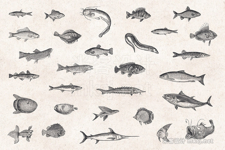png素材 Fishes Sea Life Engravings Set