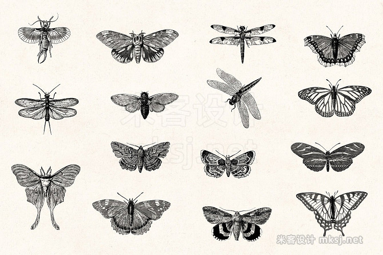 png素材 Insects - Vintage Illustrations