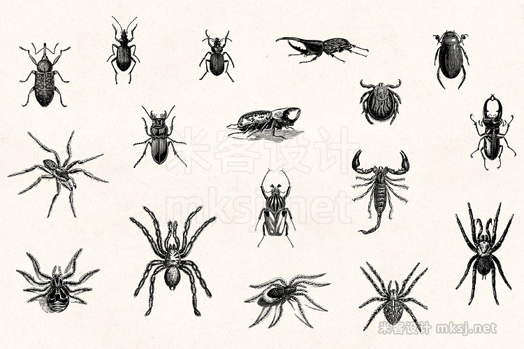 png素材 Insects - Vintage Illustrations